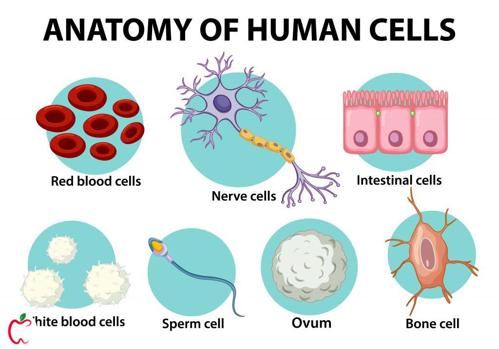 اناتومی سلول های بدن انسان سیو طب 
