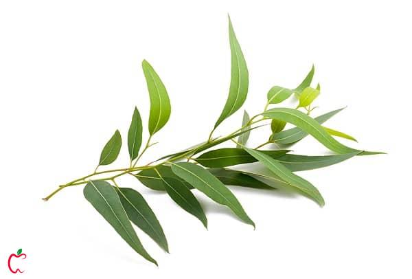 روغن درخت چای برای درمان سریع جوش چرکی