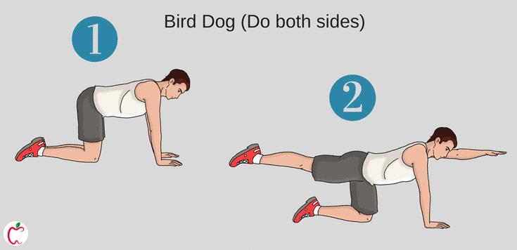 سگ پرنده، ورزش قوز کمر برای ورزش قوز کمر|سیوطب