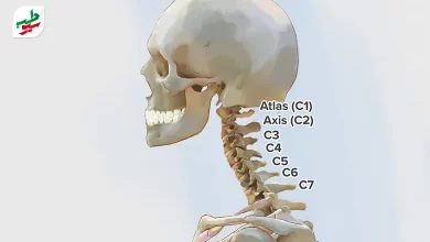 وکتور آناتومی دیسک گردن مھره 4 و 5|سیوطب