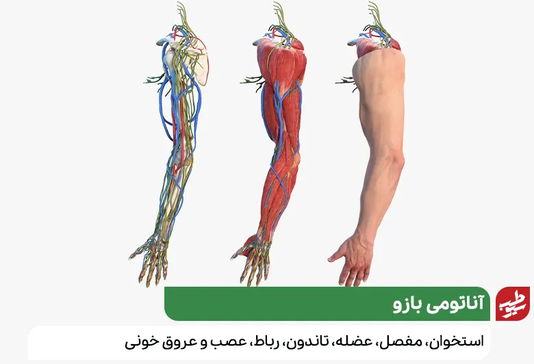 آناتومی بازو و علت درد بازو|سیوطب