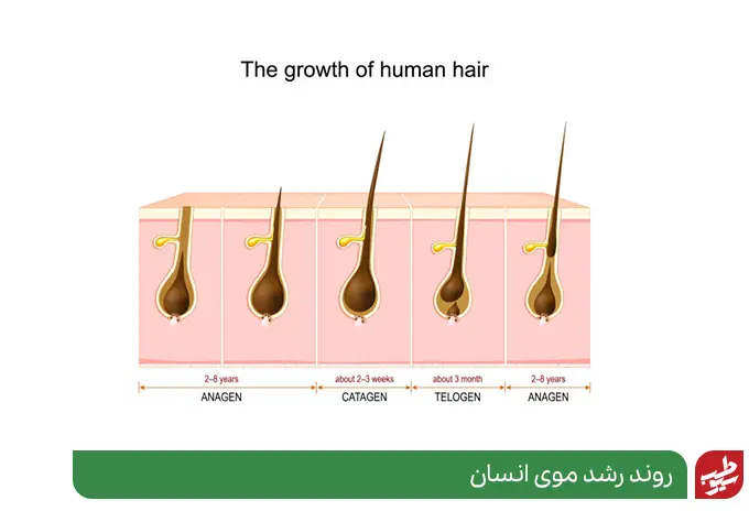 مراحل رشد مو در هر فرد به عوامل مختلفی بستگی دارد|سیوطب