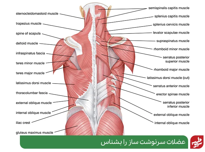 آناتومی عضلات پشت و علت درد پشت کمر سمت چپ بالا| سیو طب