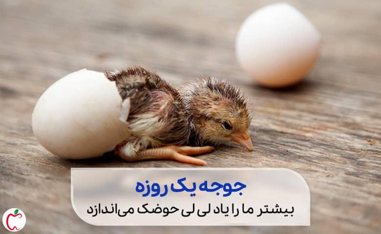 لی لی حوضک | جوجه یک روزه