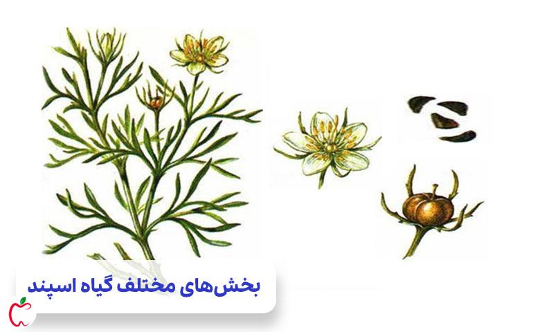 تصویر بخش‌های مختلف گیاه برای معرفی خواص اسپند| سیوطب