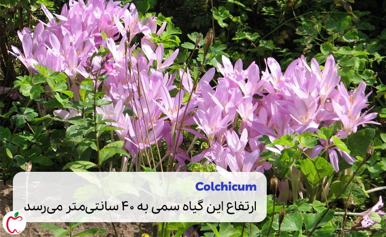 تصویری از گیاه سورنجان یا Colchicum| سیوطب