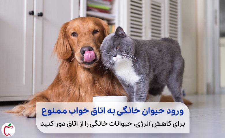 حیوان خانگی|سیوطب