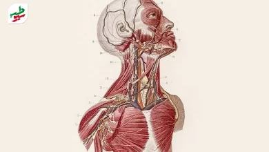 وکتور آناتومی گردن انسان و پارگی دیسک گردن|سیوطب