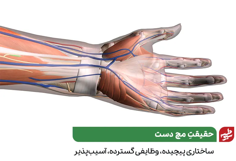 وکتور آناتومی مچ دست برای بررسی علت درد مچ دست|سیوطب
