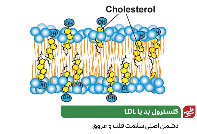 مولکول چربی یا لیپید کلسترول و لزوم درمان کلسترول بالا|سیوطب