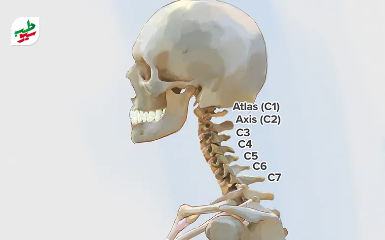 وکتور آناتومی دیسک گردن مھره 4 و 5|سیوطب