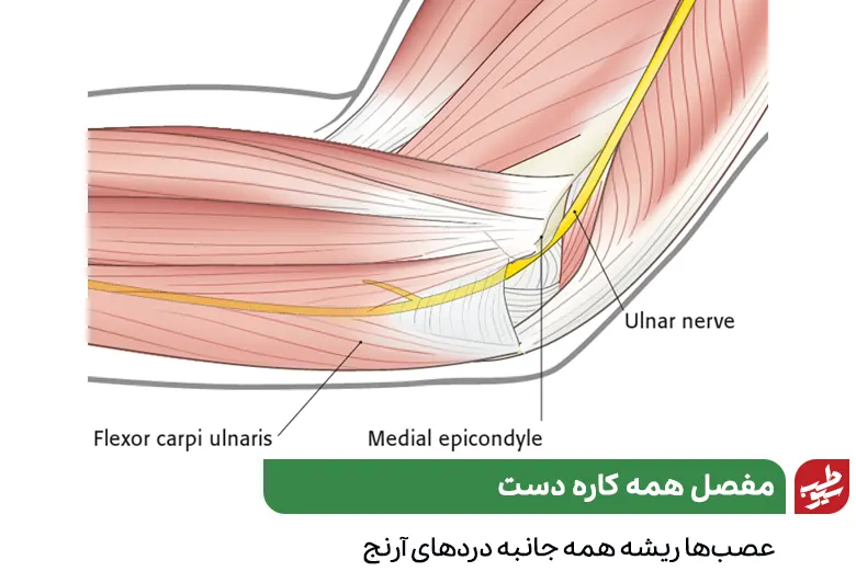 آناتومی آرنج که علت دست درد آرنج به پایین را نشان می‌دهد|سیوطب