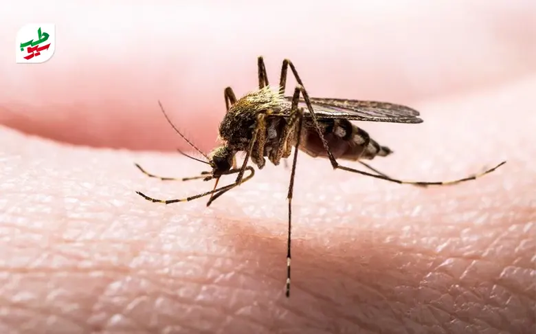 مالاریا یک بیماری عفونی که از طریق نیش پشه منتقل می‌شود|سیوطب
