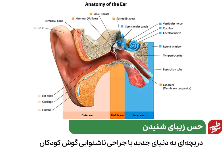 آناتومی گوش برای بررسی نیاز به جراحی گوش کودکان|سیوطب