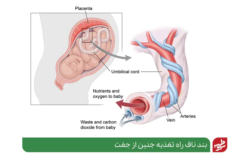 آناتومی ناف و نحوه اتصال آن به جنین که به خارش ناف مبتلا شده است|سیوطب
