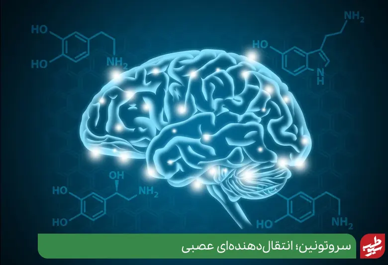 سروتونین در مغز نقش اساسی دارد|سیوطب