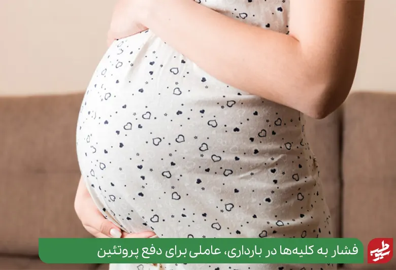 بارداری و فشار به کلیه‌ها عاملی برای دفع پروتئین در بارداری|سیوطب