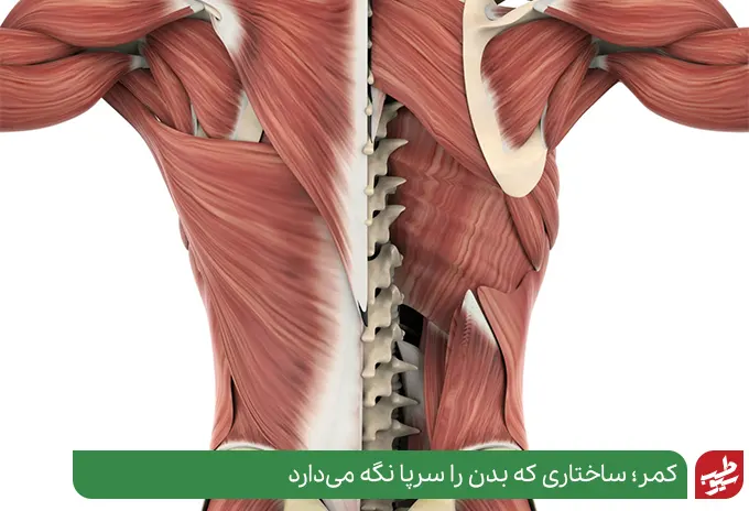 آناتومی اندام‌های کمر که منشا کمر درد هستند|سیوطب