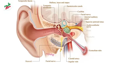 درمان گوش درد عفونی زیر نظر پزشک انجام می‌شود|سیوطب