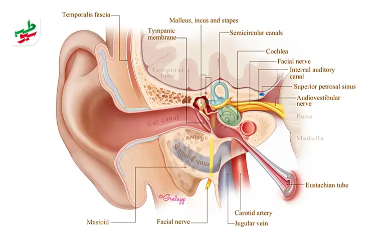 درمان گوش درد عفونی زیر نظر پزشک انجام می‌شود|سیوطب
